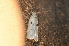 Scythropiodes issikii