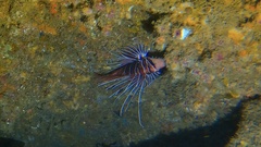 Pterois radiata