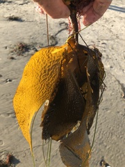 Eisenia arborea
