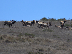 Cervus canadensis nannodes