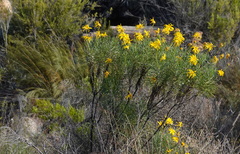 Euryops speciosissimus