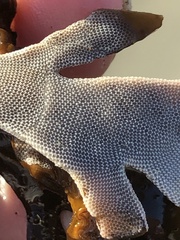 Jellyella tuberculata