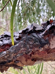 Persoonia longifolia