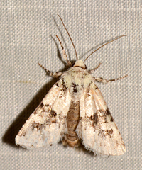 Lacinipolia implicata