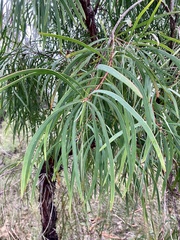 Persoonia longifolia