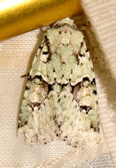 Lacinipolia implicata