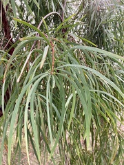 Persoonia longifolia