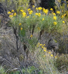 Euryops speciosissimus