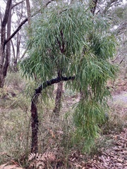 Persoonia longifolia