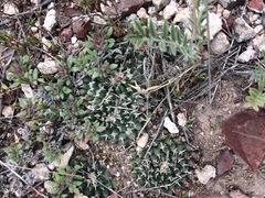 Mammillaria pseudocrucigera