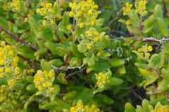 Tetragonia