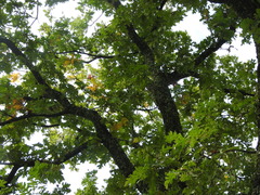 Quercus frainetto