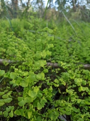Adiantum aethiopicum