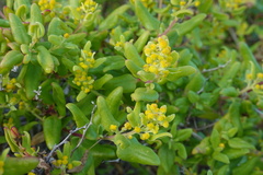 Tetragonia