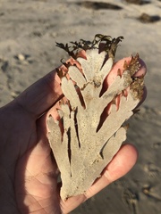 Jellyella tuberculata