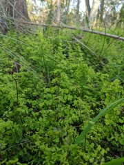 Adiantum aethiopicum