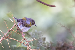 Camaroptera brachyura