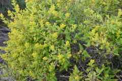 Tetragonia