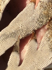 Jellyella tuberculata