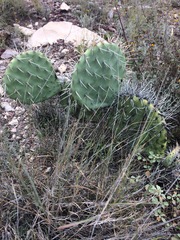 Opuntia stenopetala