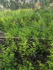 Adiantum aethiopicum