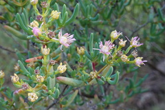 Aizoaceae