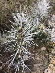 Opuntia stenopetala