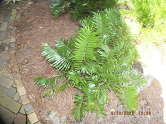 Zamia integrifolia