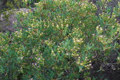 Aizoaceae