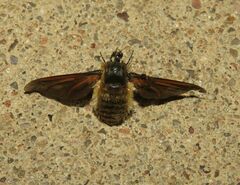 Poecilanthrax lucifer