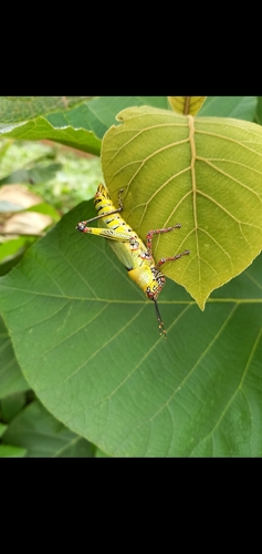 Variegated grasshopper