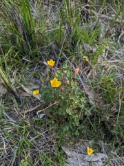 Oxalis perennans