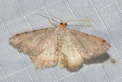 Macaria minorata