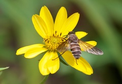Esenbeckia
