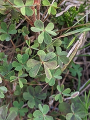 Oxalis perennans
