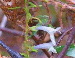 Chloanthes stoechadis