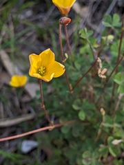 Oxalis perennans