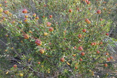 Phylica oleifolia