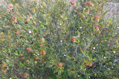 Phylica oleifolia