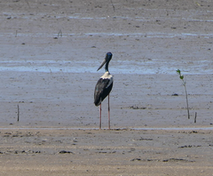 Ephippiorhynchus asiaticus