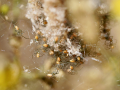 Peucetia viridans