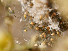 Peucetia viridans
