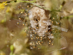 Peucetia viridans