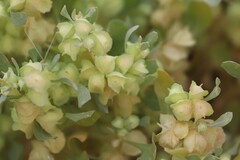 Atriplex lindleyi