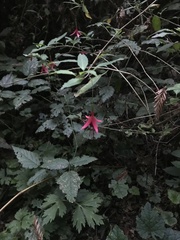 Fuchsia magellanica