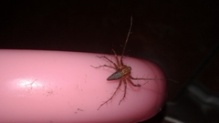 Oxyopes