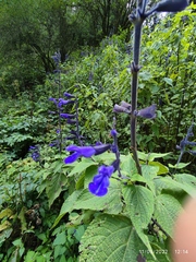 Salvia concolor