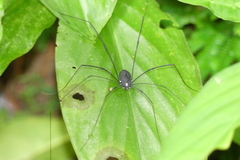 Sclerosomatidae