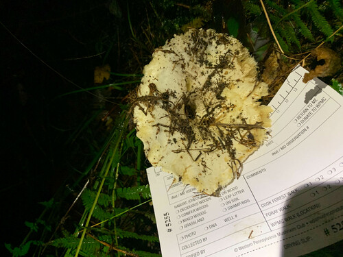 Short-stemmed Russula (Russula brevipes)
