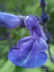Salvia concolor